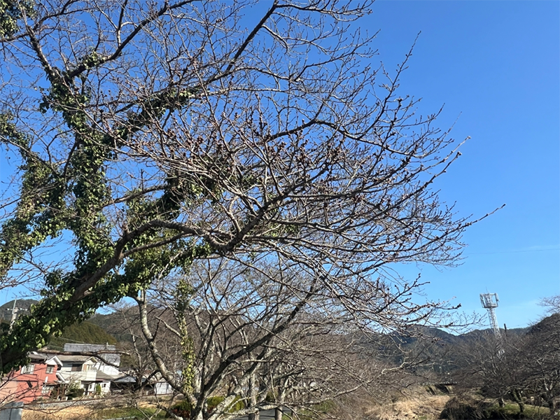 柏原川🌸桜提