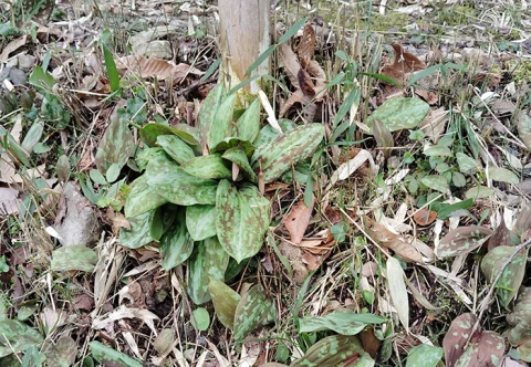 🌼 清住 かたくり園 🌼