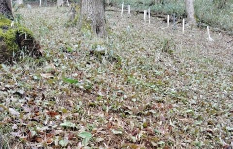 🌼 清住 かたくり園 🌼