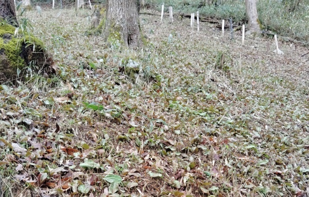 🌼 清住 かたくり園 🌼