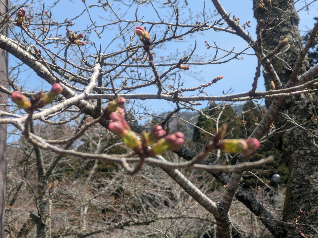 🌸水分かれ公園🌸