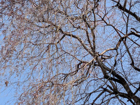 円通寺の糸桜🌸