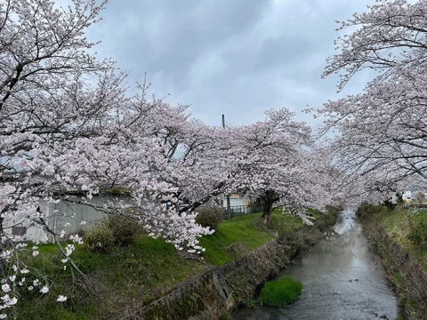 黒井川の桜堤🌸