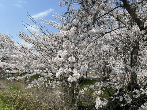 黒井川の桜堤🌸