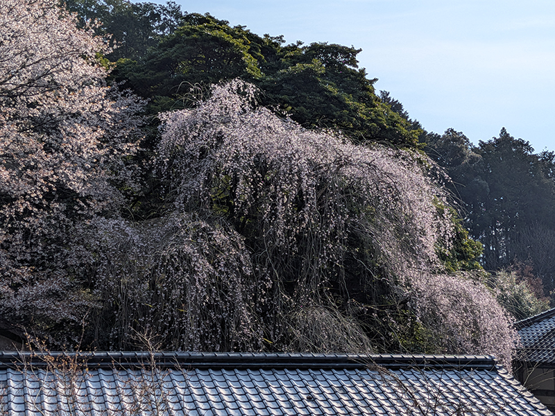 円通寺の糸桜 🌸