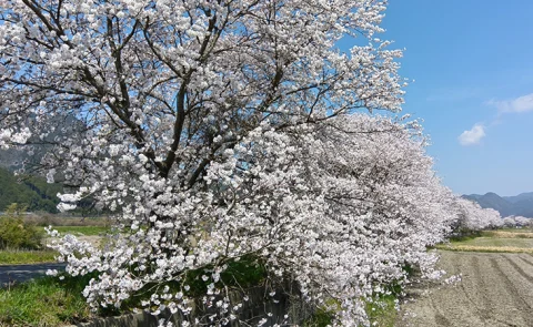 加古川堤防の桜提🌸