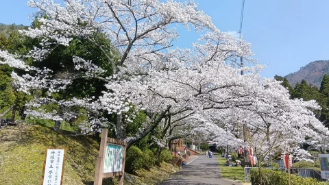 🌸水分れ公園🌸