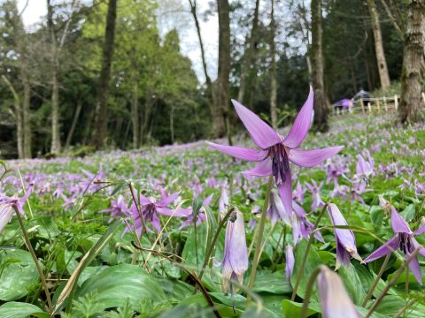 🌼 清住 かたくり園 🌼