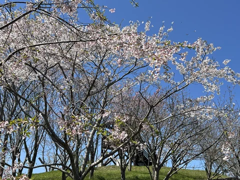 氷上さくら公園🌸