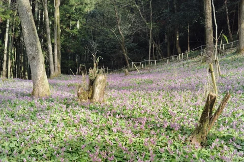 🌼 清住 かたくり園 🌼