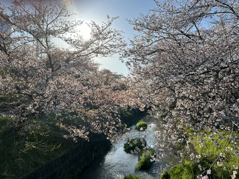 黒井川の桜堤🌸