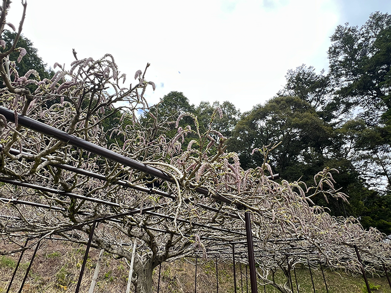 白毫寺の九尺ふじ