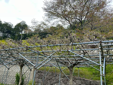 桂谷寺の九尺ふじ