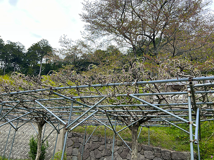 桂谷寺の九尺ふじ