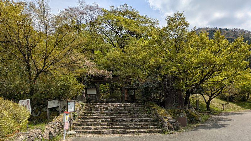 高源寺の青もみじ