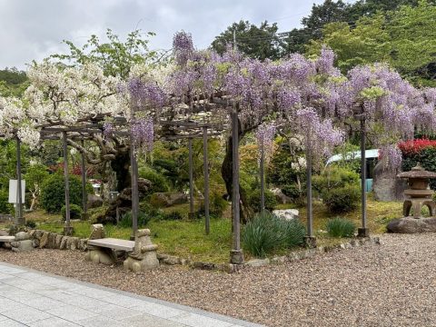 白毫寺の九尺ふじ