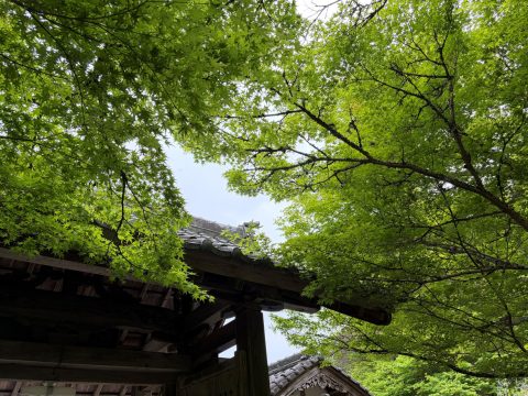 永谷山 円通寺の青もみじ