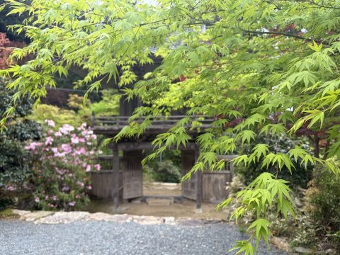 不動山 岩瀧寺の青もみじ