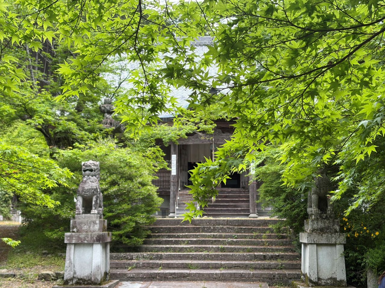 弘浪山 高山寺の青もみじ