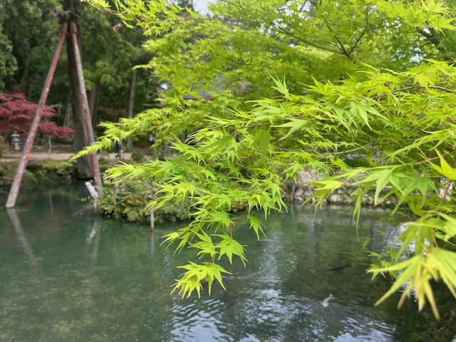 五大山 白毫寺の青もみじ