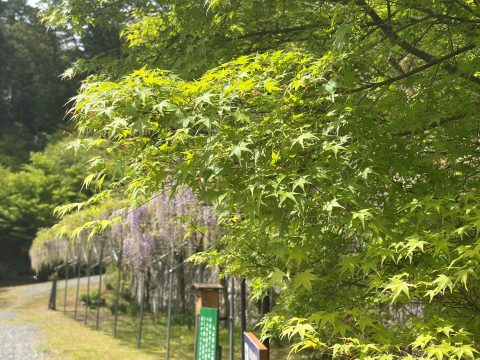 照月山 桂谷寺の青もみじ