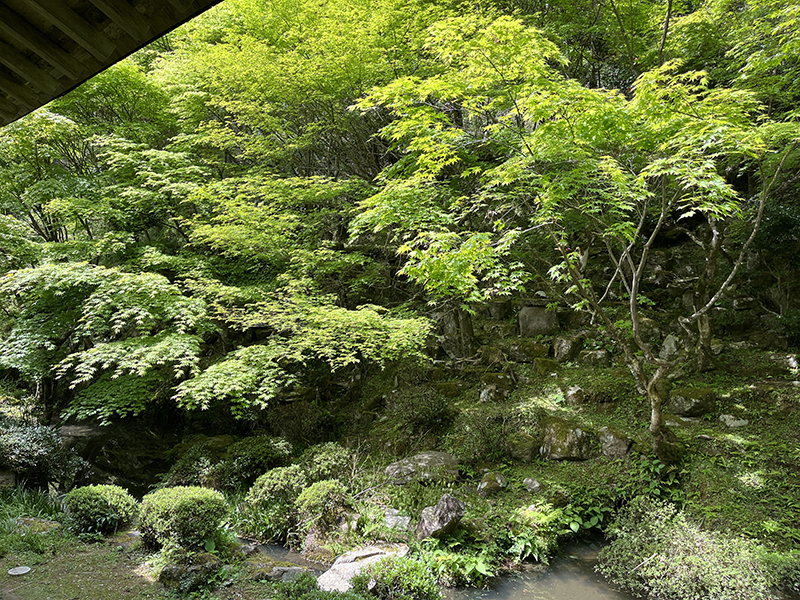 萬松山 慧日寺の青もみじ