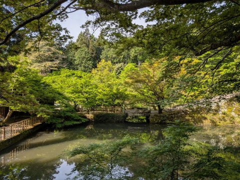 永谷山 円通寺の青もみじ