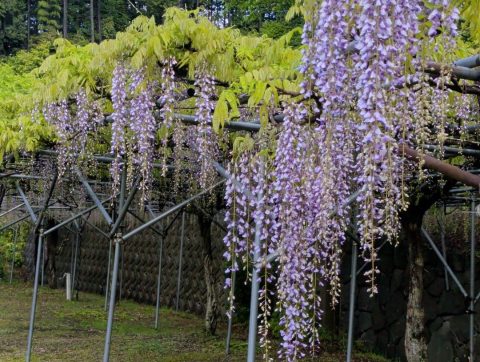 桂谷寺の九尺ふじ