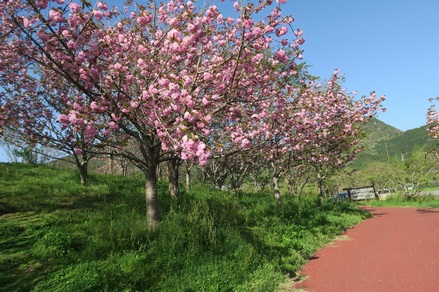 氷上さくら公園