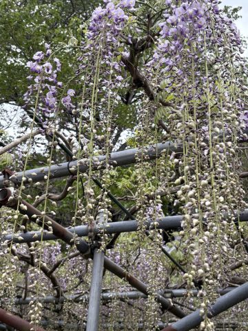 桂谷寺の九尺ふじ