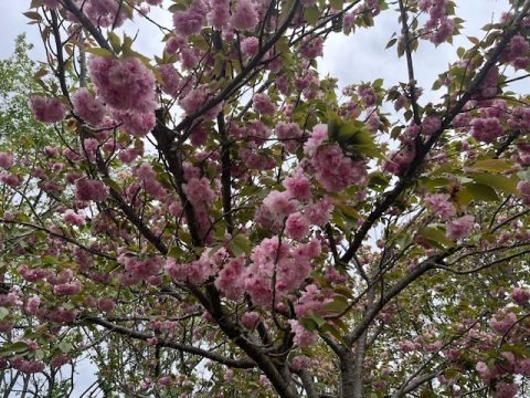 氷上さくら公園