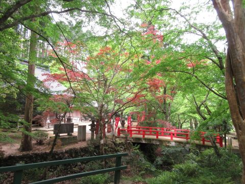 石金山 小新屋観音の青もみじ