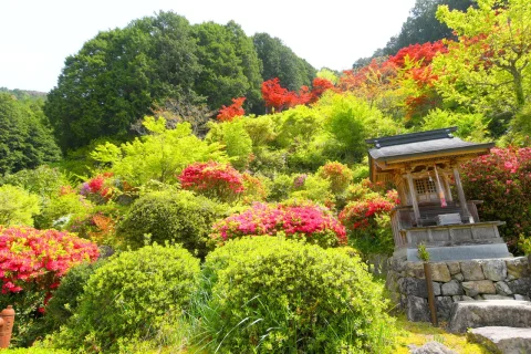 十九山 達身寺の青もみじ