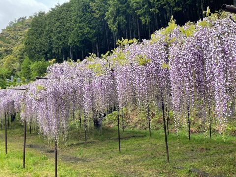 白毫寺の九尺ふじ