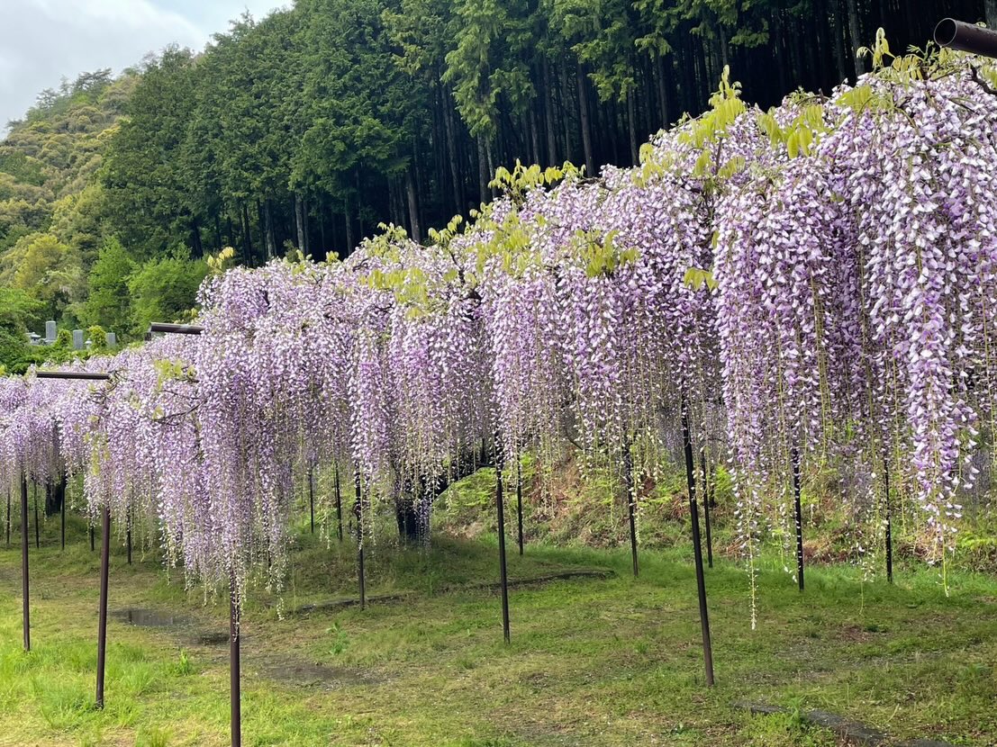 白毫寺の九尺ふじ