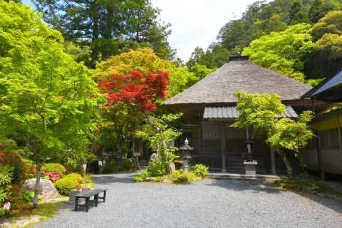 不動山 岩瀧寺の青もみじ
