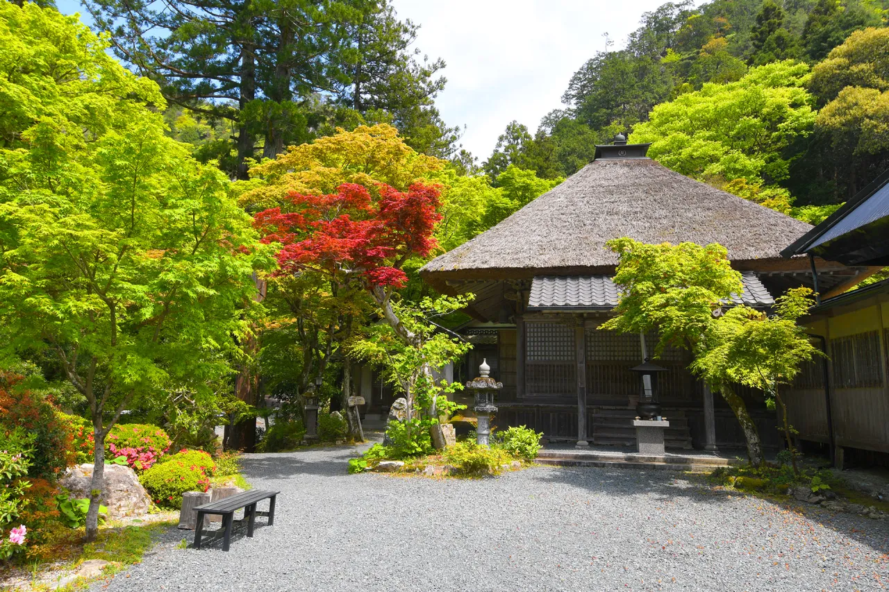 不動山 岩瀧寺の青もみじ