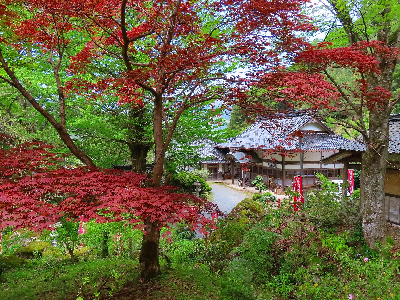 愛宕山 常瀧寺の青もみじ