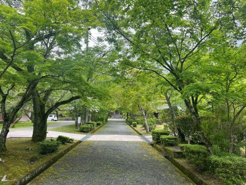 本光山 三寶寺の青もみじ