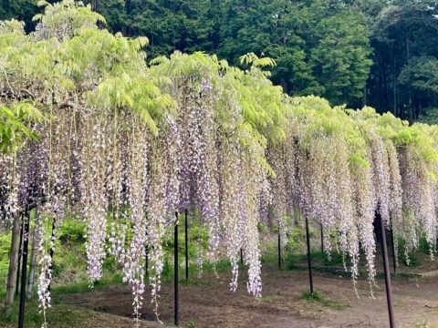 白毫寺の九尺ふじ