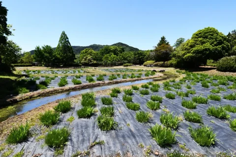 三ツ塚史跡公園の花しょうぶ