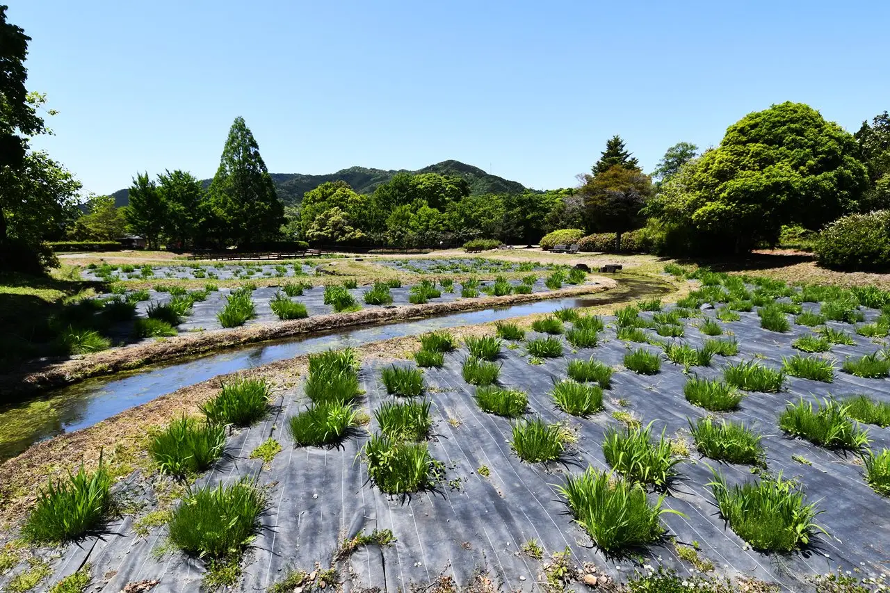 三ツ塚史跡公園の花しょうぶ