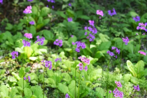 妙高山のクリンソウ