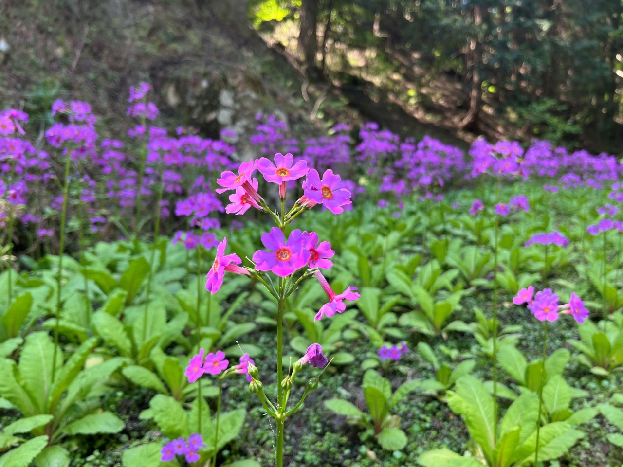 稲土のクリンソウ｜丹波市観光協会