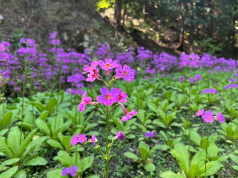 稲土のクリンソウ