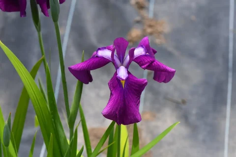 三ツ塚史跡公園の花しょうぶ