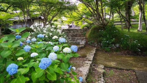 円通寺のあじさい