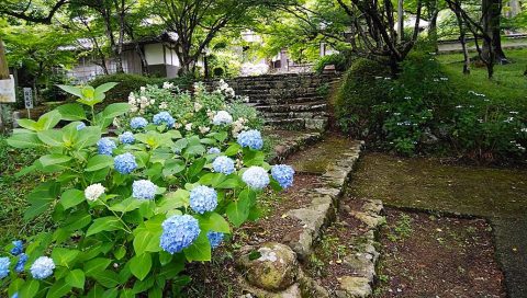円通寺のあじさい
