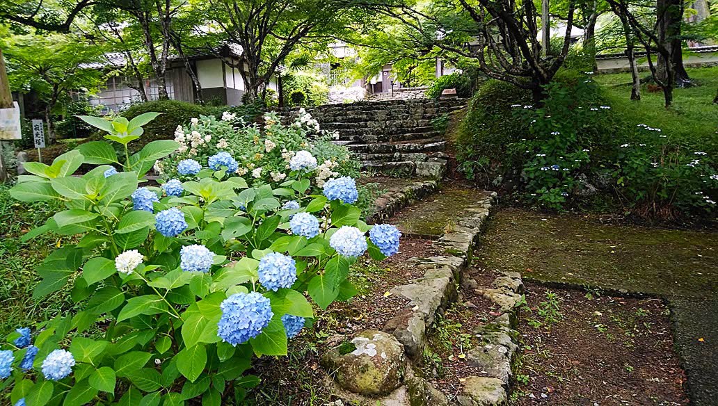 円通寺のあじさい