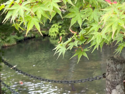 五大山 白毫寺の青もみじ